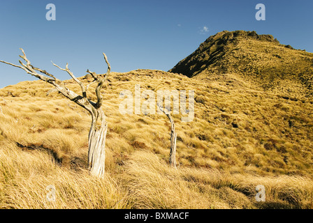 dead trees and tussock grass on top of Mt Hikurangi, East Cape,New Zealand Stock Photo