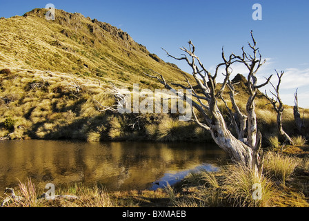 dead tree and tussock grass on top of Mt Hikurangi,East Cape,New Zealand Stock Photo