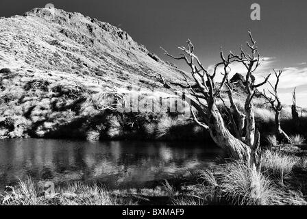 Dead tree and tussock grass on top of Mt Hikurangi,East Cape,New Zealand Stock Photo