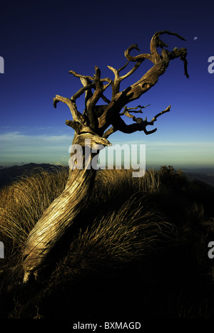 Mangled tree on top of Mt Hikurangi,East Cape,New Zealand Stock Photo