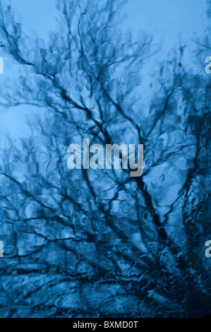 Abstract reflection of a tree Stock Photo
