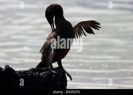 Flightless Cormorant (Phalacrocorax harrisi), drying it's wings in the sun and preening on Fernandina Island, Galapagos. Stock Photo