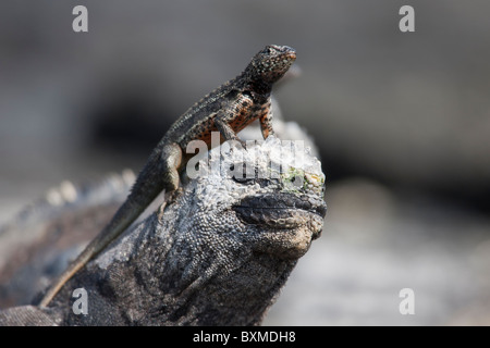 Galapagos Lava Lizard male sunning itself on the head of a Marine Iguana Stock Photo