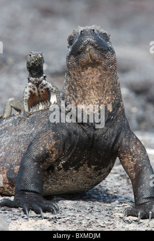 Galapagos Lava Lizard male sunning itself on the head of a Marine Iguana Stock Photo