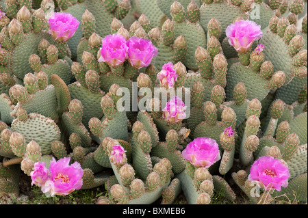 Beavertail Cactus (Opuntia basilaris) in bloom at Joshua Tree National Park