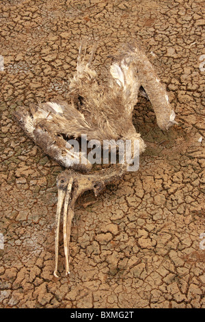 dead painted stork in a drought  affected cracked dry field,concept of climate change and global warming Stock Photo