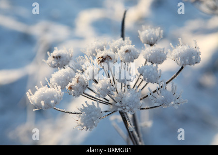 Frozen cow parsley seed head glittering in winter sunshine. Stock Photo