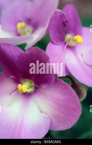 Saintpaulia African Violet Stock Photo