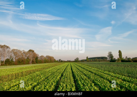 chicory,organic farming Stock Photo