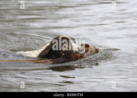 Springer Spaniel in water retrieving pheasant Stock Photo