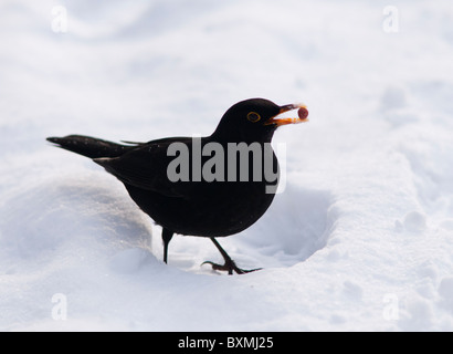 Male Blackbird on the ground during a harsh Winter finds a peanut Stock Photo