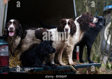 Springer Spaniel, Labrador, Cocker Spaniel in back of vehicle on a shoot day Stock Photo