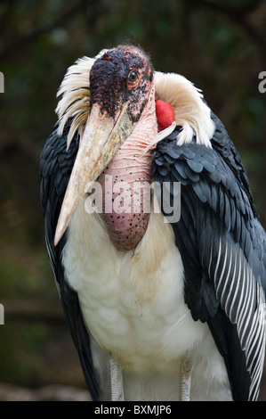 Marabou Stork Leptoptilos crumeniferus World of Birds Cape Town South Africa Captive Stock Photo