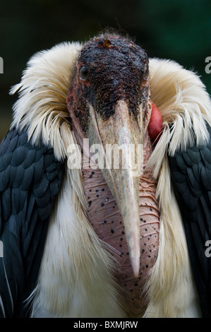 Marabou Stork Leptoptilos crumeniferus World of Birds Cape Town South Africa Captive Stock Photo