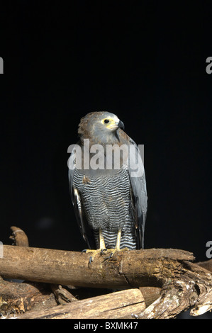 African harrier hawk Polyboroides typus World of Birds Cape Town South Africa Captive Stock Photo