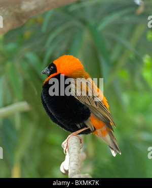 Red Bishop Euplectes orix World of Birds Cape Town South Africa Captive Stock Photo