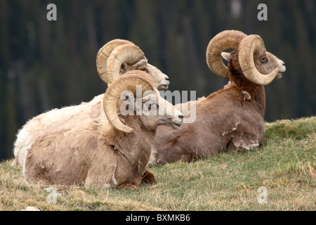 Bighorn Rams resting on a ridgetop. Stock Photo