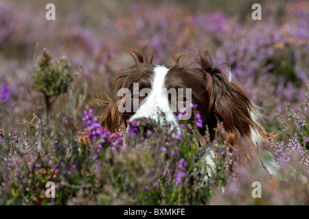Springer Spaniel in heather Stock Photo