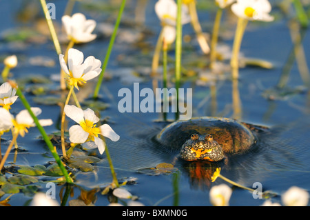 European Fire-bellied Toad calling in mating season Stock Photo