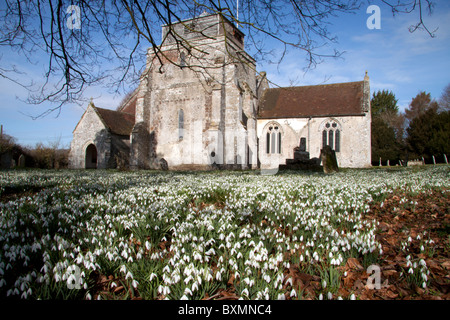 A carpet of snowdrops in the churchyard of St George's Church at Damerham in Hampshire, England. Stock Photo