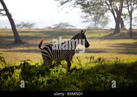 Zebra in Nakuru National Park,Kenya Stock Photo