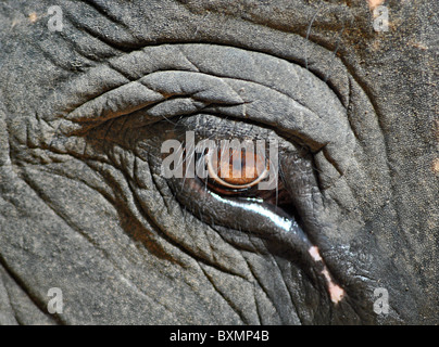 Detail of elephants eye Stock Photo
