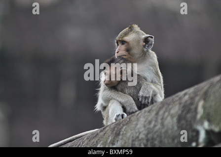 Rhesus macaque monkey at Bayon temple near Angkor Wat, Cambodia Stock Photo