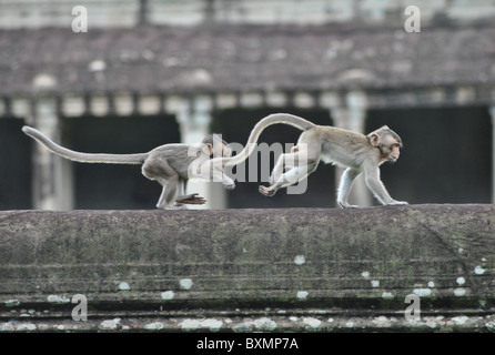 Rhesus macaque monkey at Bayon temple near Angkor Wat, Cambodia Stock Photo