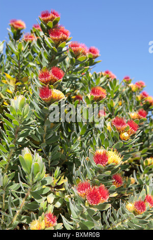 Leucospermum oleifolium Tufted Pincushion Protea Stock Photo