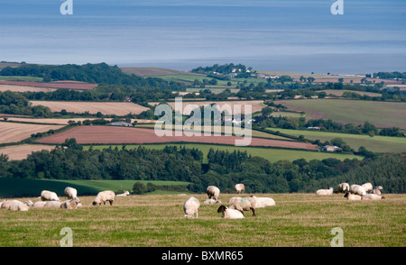 sheep on exmoor north devon - view to the bristol channel and watchet Stock Photo