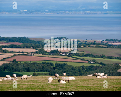 sheep on exmoor north devon - view to the bristol channel and watchet Stock Photo