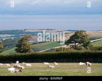 sheep on exmoor north devon - view to the bristol channel and watchet Stock Photo