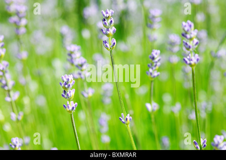 Lavandula angustifolia 'Dwarf Blue' English Lavender Stock Photo