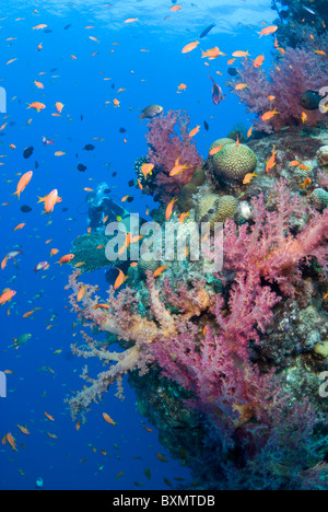 Coral growth on the wreck structure Stock Photo