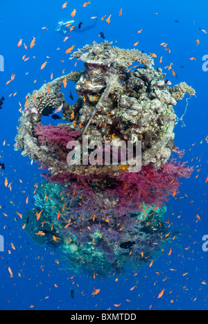 Coral growth on the wreck structure Stock Photo