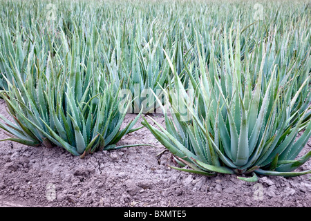 Pin on Aloe, Texas