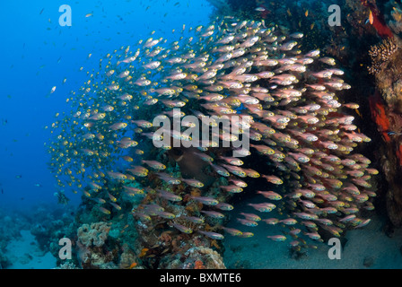 Red Sea lionfish hunting glass fish, Nuweiba, Sinai, Egypt, Red Sea, Indian Ocean Stock Photo