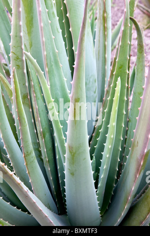 Aloe Vera plant, field planting, Stock Photo