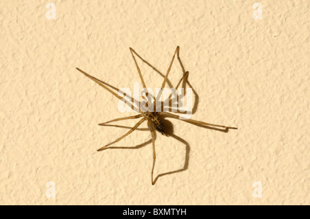 House Spider on a wall Stock Photo
