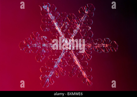 Extreme close-up photo of a real snowflake, shot with coloured flashes on a colourful background. Stock Photo