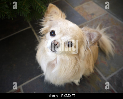 A small alert male chihuahua dogs stares up at the camera with ears pricked up Stock Photo