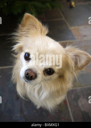 A small male chihuahua dog face stares with ears pricked up Stock Photo