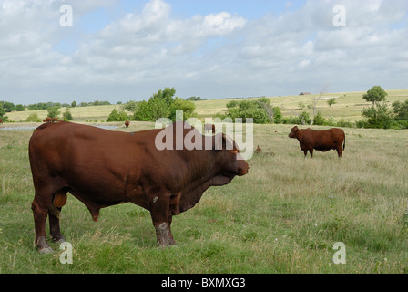 A red angus bull and several cattle grazing in an open field with birds. Stock Photo