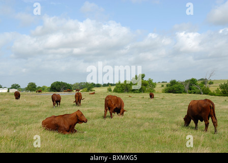 A herd of red angus cattle grazing in an open field with birds. Stock Photo
