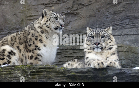 Female (left) and male snow leopards Stock Photo