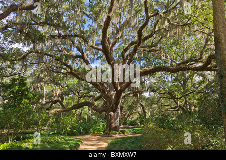 Large Live Oak tree in Washington Oaks Gardens State Park on the East Coast of Florida Stock Photo