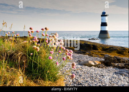 Sea Thrift & Penmon Point Lighthouse, Anglesey, North Wales, UK Stock Photo