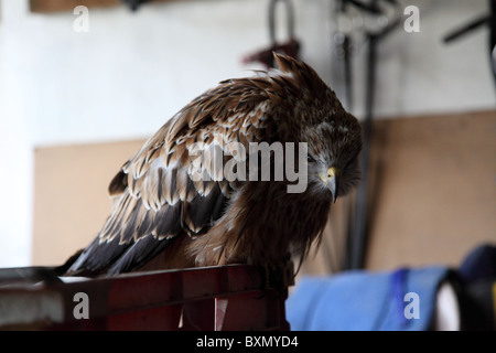 wild red kite found sick in field Stock Photo