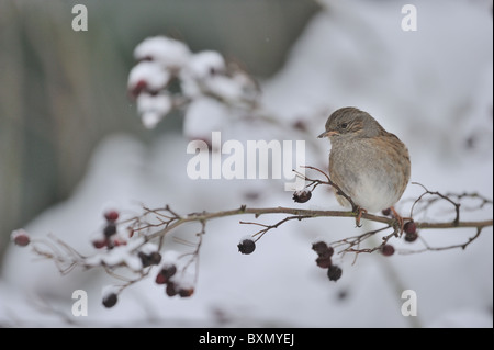 Dunnock (Prunella modularis) on Hawthorn, UK, November Stock Photo - Alamy