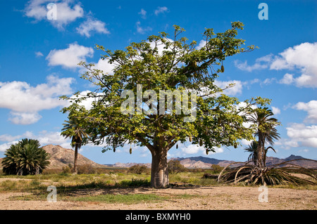 Tamarind tree, Boa Vista, Cape Verde Stock Photo